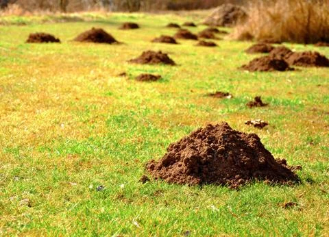 Molehills Stock Photos