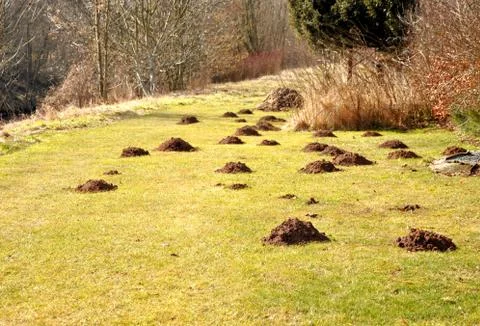 Molehills Stock Photos