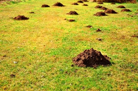 Molehills Stock Photos