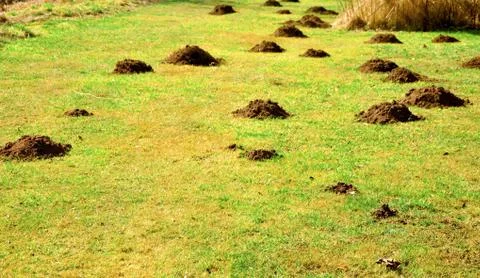 Molehills Foto stock