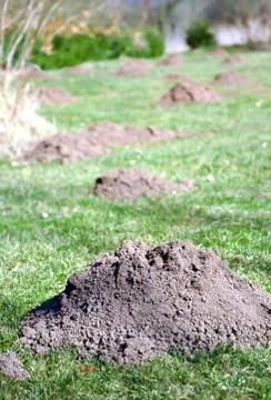 Molehills Stock Photos