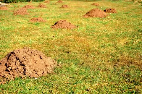 Molehills Stock Photos