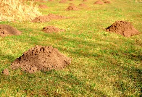 Molehills Stock Photos