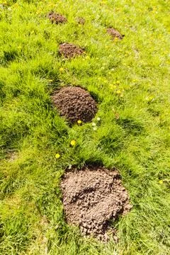 Molehills Stock Photos