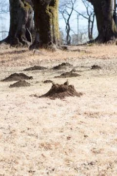 Molehills Stock Photos