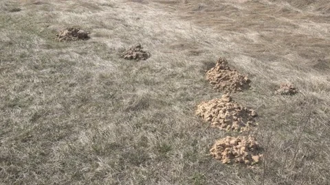 Moles burrow on a plot of land in the spring in the ground, background Stock Footage 106223519