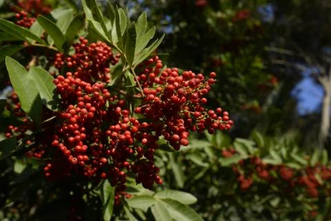 Molle tree fruit - Lima - PERU - CARLOS SALA - DSC2662 Stock Photos