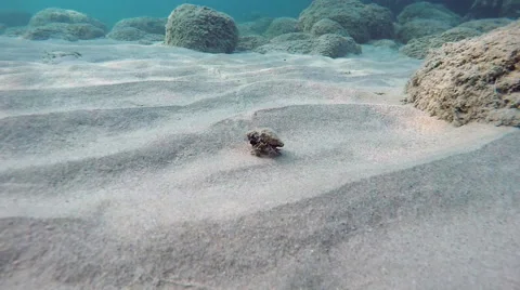 Mollusc moving undersea Vidéo 68044955