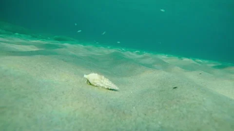 A mollusc moving undersea 스톡 동영상 68045370