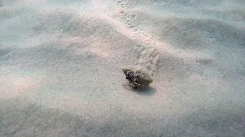 A mollusc moving undersea 動画素材 68045653