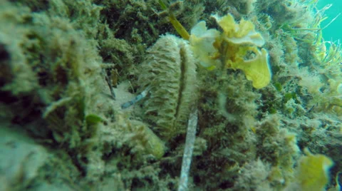 A mollusc moving undersea Stock Footage 68045691
