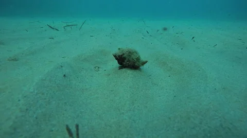 A mollusc moving undersea Vidéo 68517191