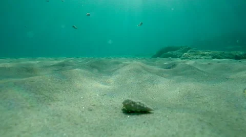 Mollusc moving undersea Stockbeeldmateriaal 69014765