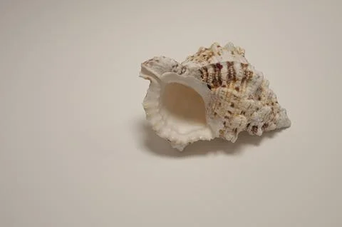 Mollusc shell on a white background Stock Photos