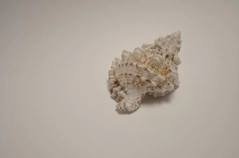 Mollusc shell on a white background Stock Photos