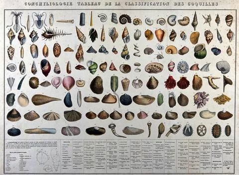 Mollusc shells: classification chart showing 132 varieties, with a diagram .. Stock Illustration