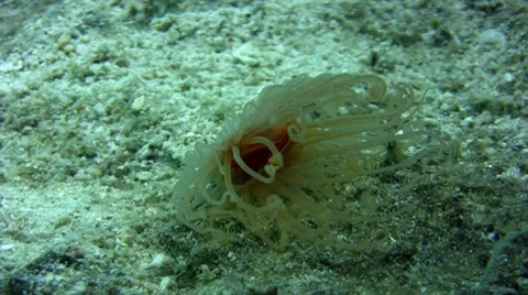 Mollusc swimming Stock Footage 7909667