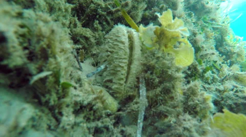 A mollusc undersea 動画素材 68045190