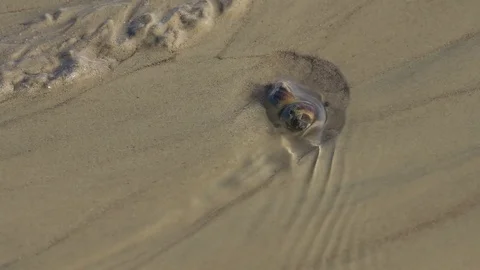 The mollusc is washed by the flow of cold water Video stock 75192745