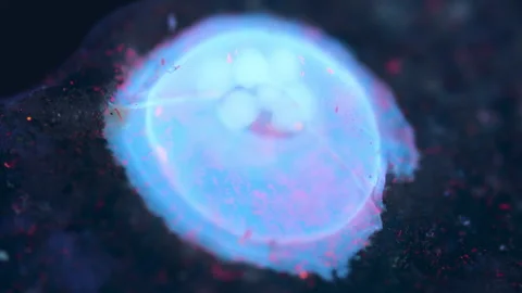 Mollusca egg capsule under the microscope Stock Footage 340776702