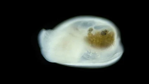 Mollusca order Cephalaspidea under a microscope, family Haminoeidae Stock Footage 248422976