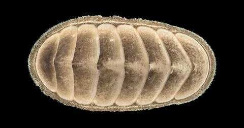 Mollusca Stenosemus albus under microscope, order Chitonida. They feed on a.. Stock Photos