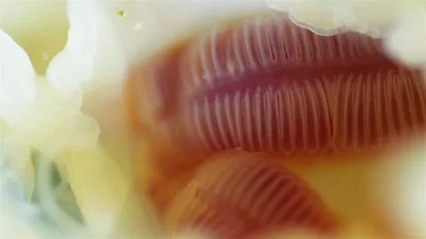 Mollusca Yoldia hyperborea under microscope, order Nuculanida. White Sea Stock Footage 302187252