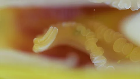 Mollusca Yoldia hyperborea under microscope, order Nuculanida. White Sea Stock Footage 302187281