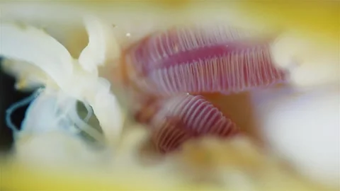 Mollusca Yoldia hyperborea under microscope, order Nuculanida Stock Footage 302806135