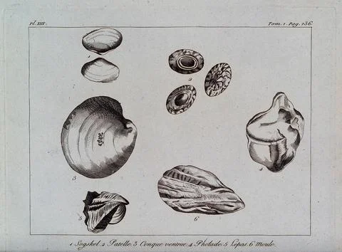 Molluscs, including the barnacle or goose-mussel, conch, mussel and limpet... 스톡 일러스트
