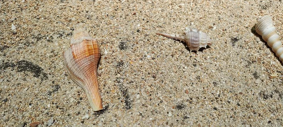 Molluscs Stock Photos