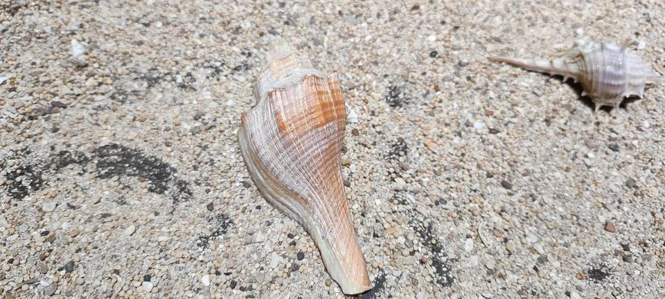 Molluscs Stock Photos