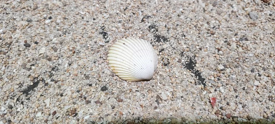 Molluscs Stock Photos