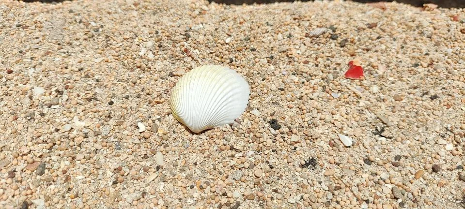 Molluscs Stock Photos