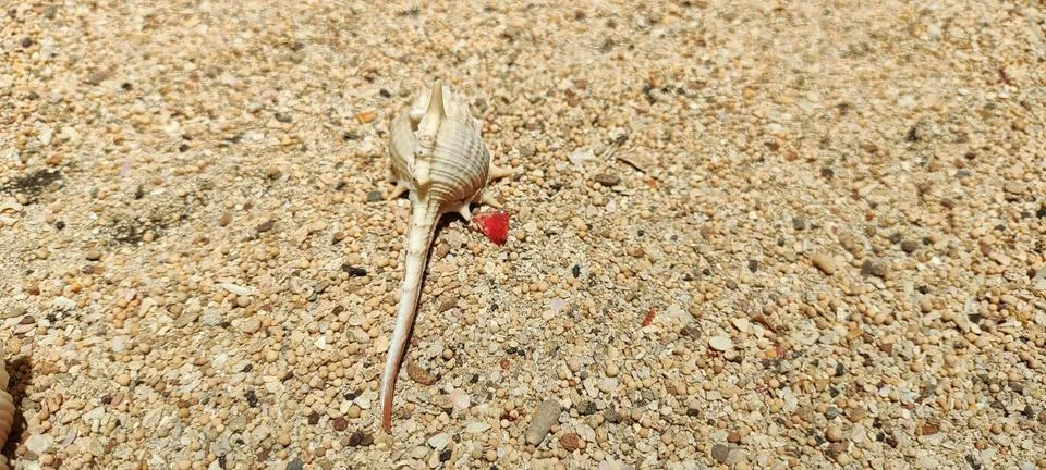 Molluscs Stock Photos