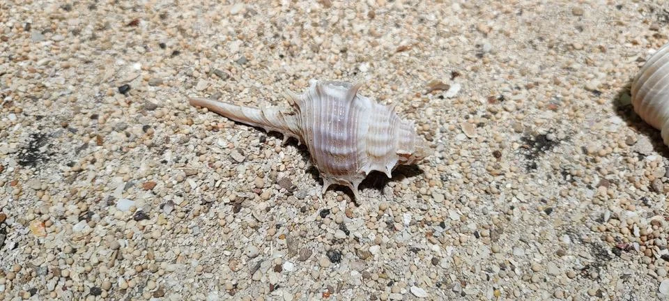 Molluscs Stock Photos