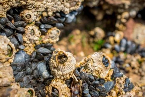 Molluscs on the stone low tide Stock Photos