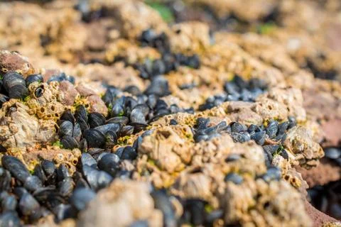 Molluscs on the stone low tide Stock Photos