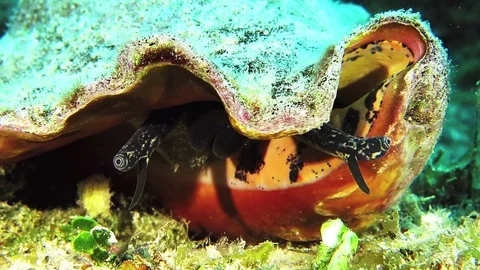 Mollusk on the bottom on th reef Video stock 70540768