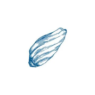 Mollusk shell flap hand drawn engraved thin line vector illustration isolated. Stock Illustration