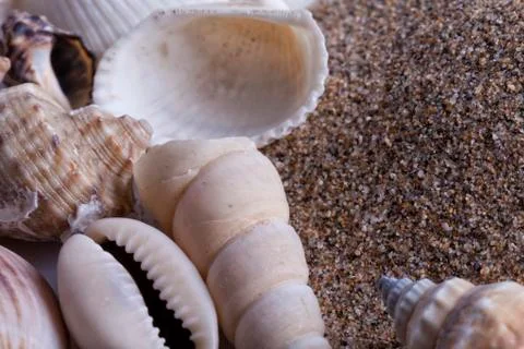 Mollusk shells with beach sand Stock Photos