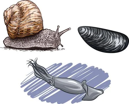 Mollusks Stock Illustration