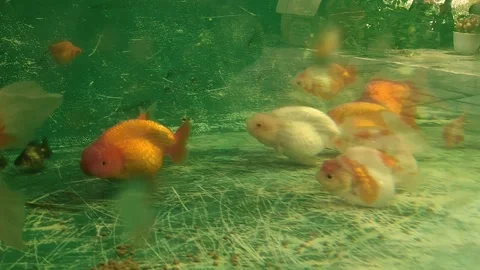 Molly Fish 1 Stock Footage 265167935