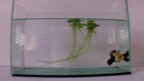 Molly fish 库存影片 249516549