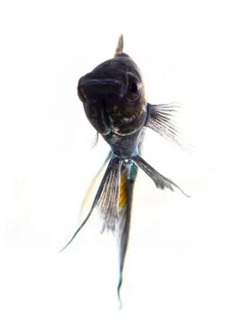 Molly fish isolated on white Stock Photos