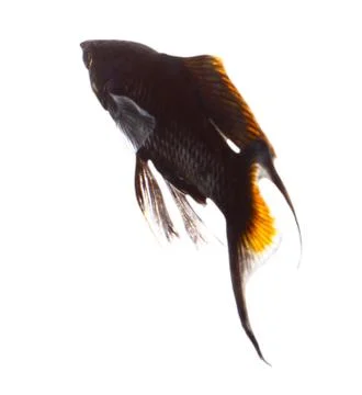 Molly fish isolated on white Stock Photos