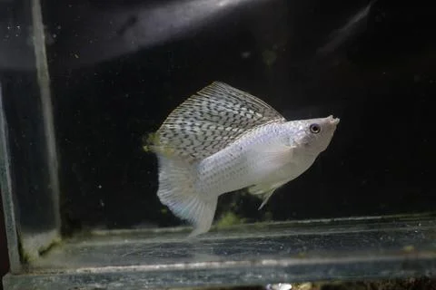 Molly fish Stock Photos