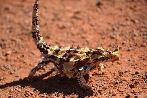 Moloch horridus Stock Photos