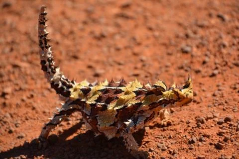 Moloch horridus Stock Photos