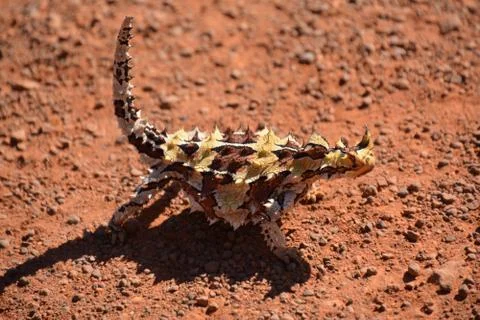 Moloch horridus Stock Photos